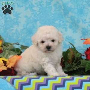 Pecan, Bich-Poo Puppy
